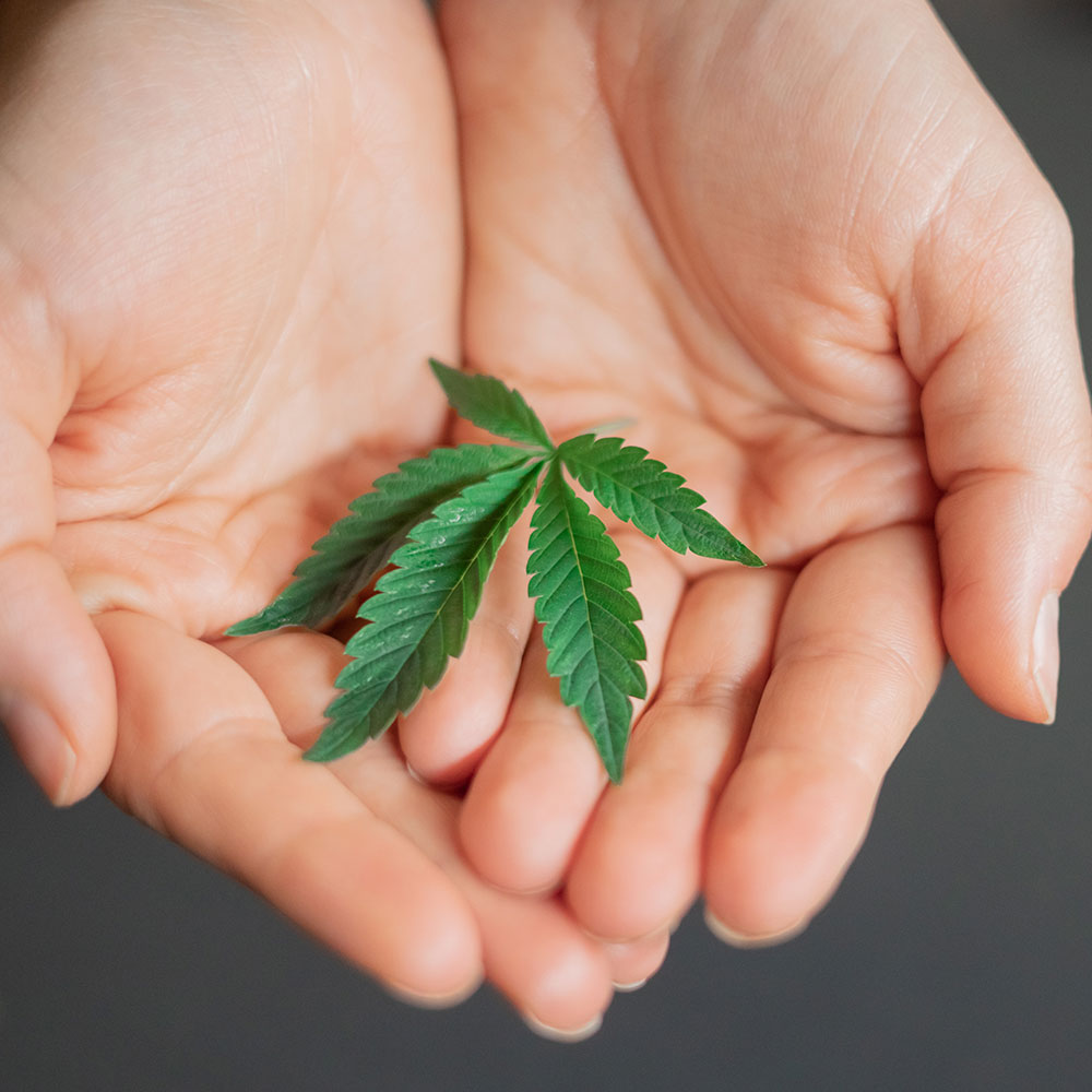 Roots Science - Medicinale effecten van cannabis